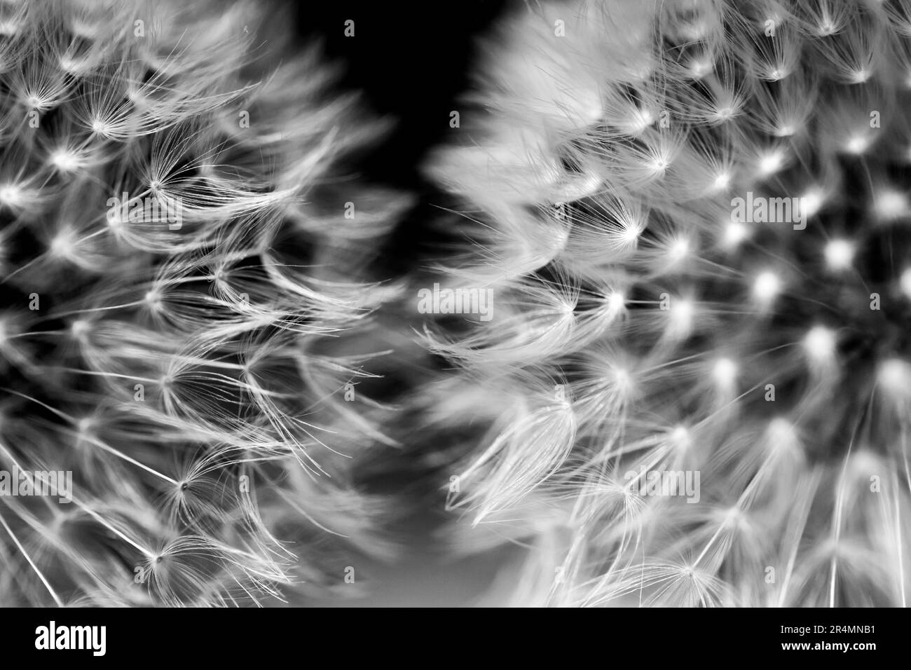 Black and white close up view of dandelions Stock Photo - Alamy