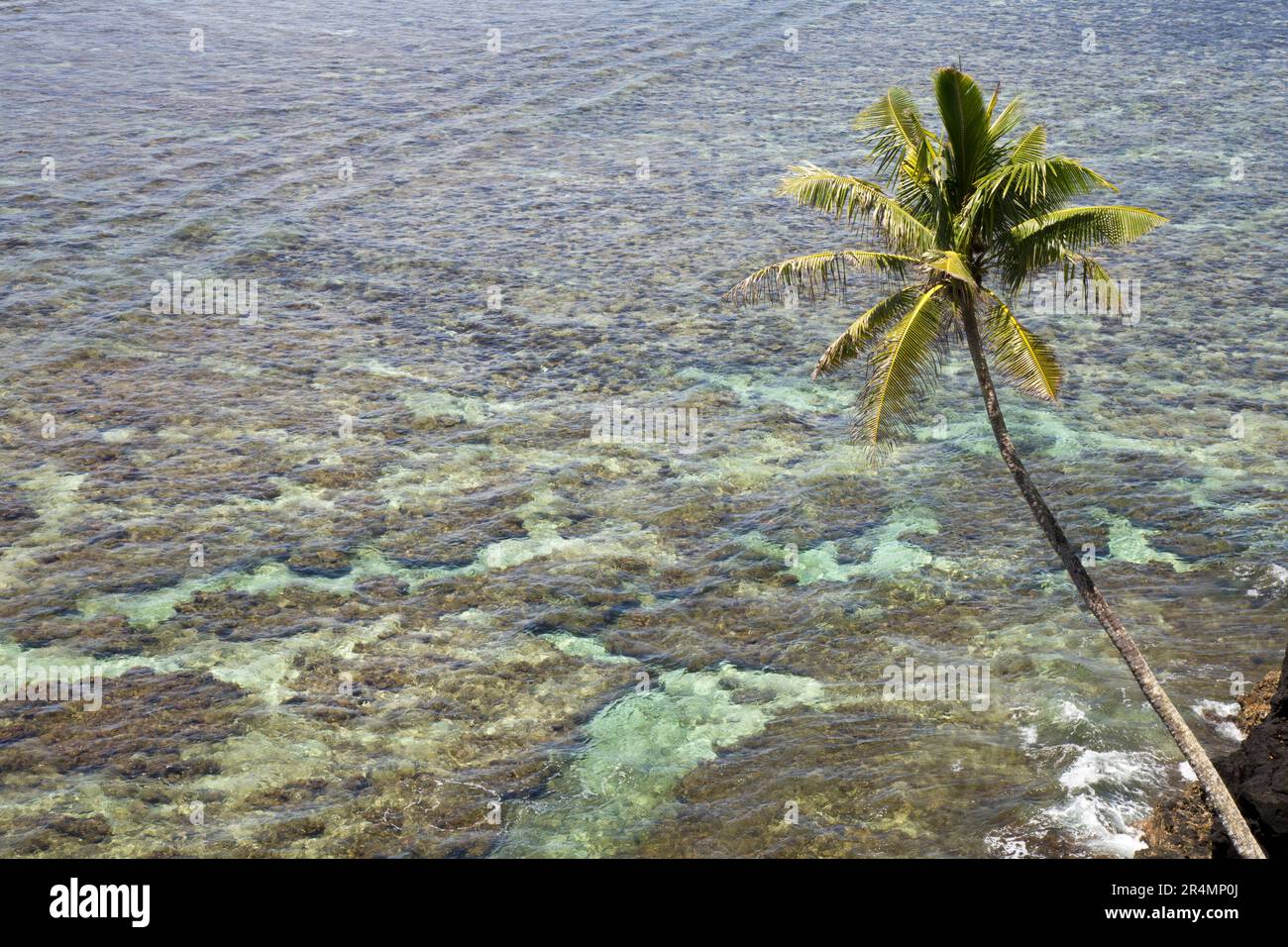 Single palm tree leaning over the reef in Samoa, South Pacific Stock Photo