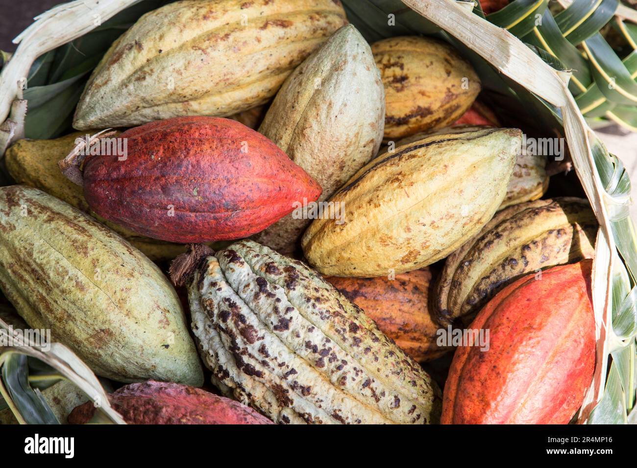 Colorful cacao seeds in palm basket, Samoa Stock Photo