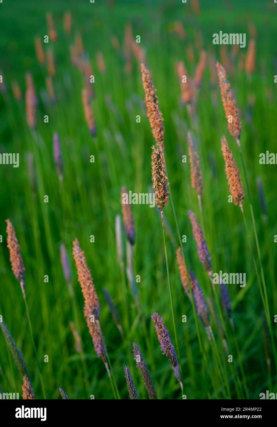 A close up of Meadow foxtail grass seed heads. Stock Photo
