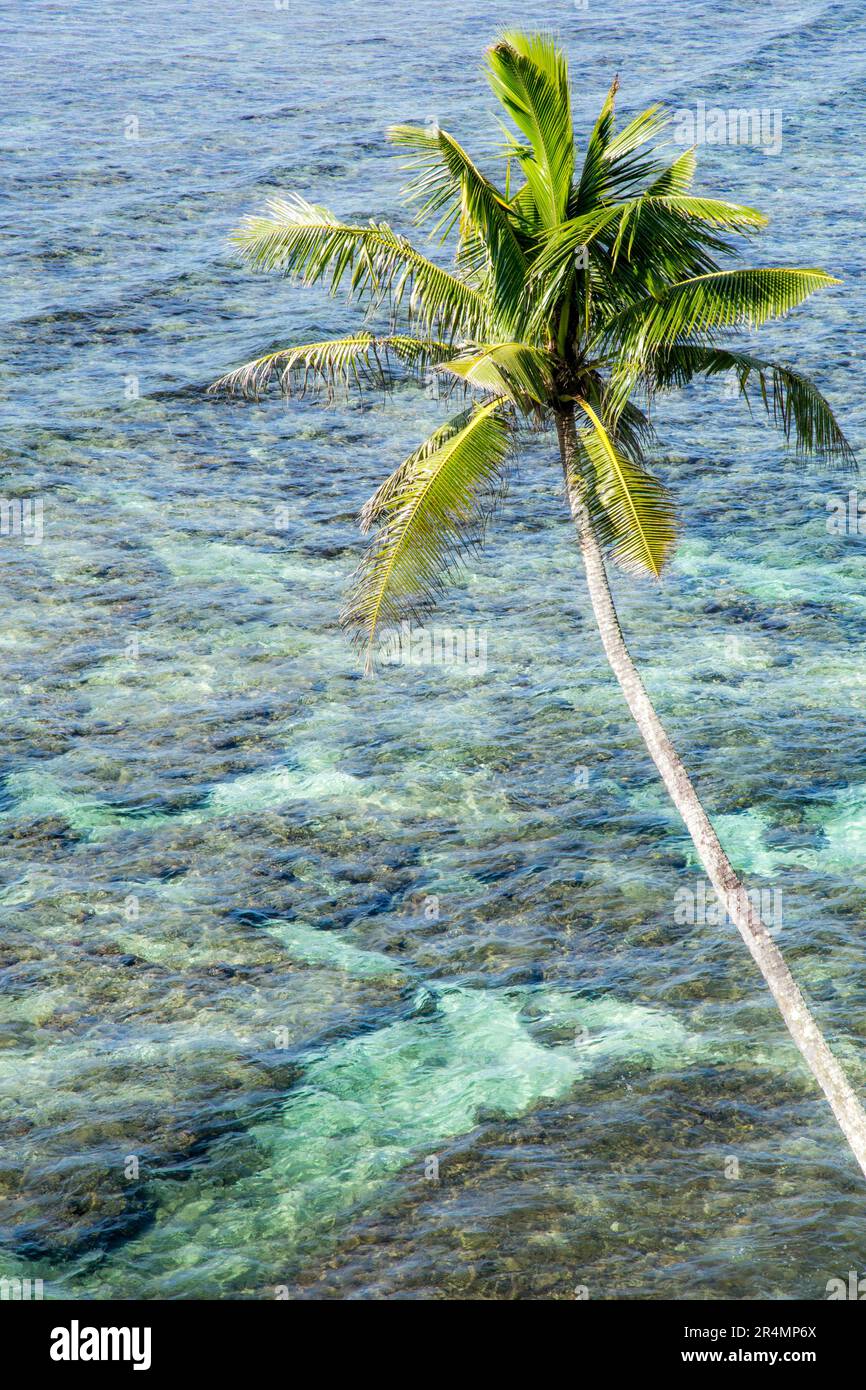 One palm tree leaning over coral reef, South Pacific, Samoa Stock Photo