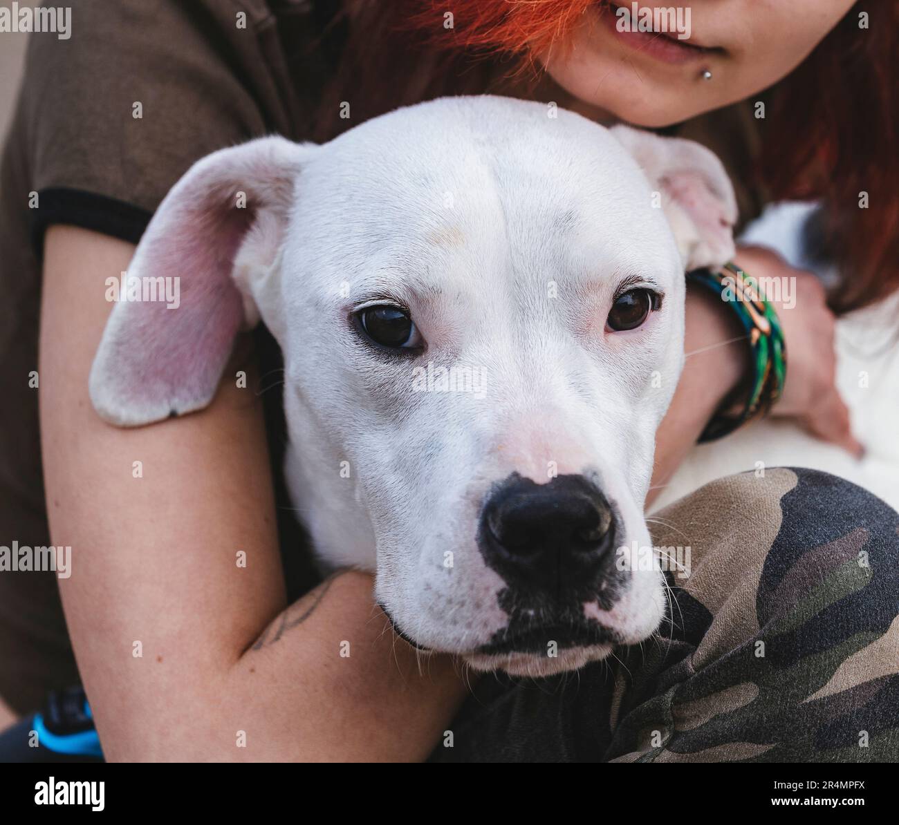 Dogo argentino - argentinian young dog with the owner Stock Photo
