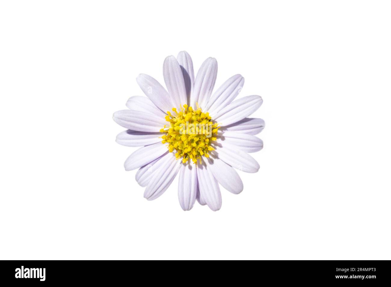White daisy flower on a white background. Isolate Stock Photo
