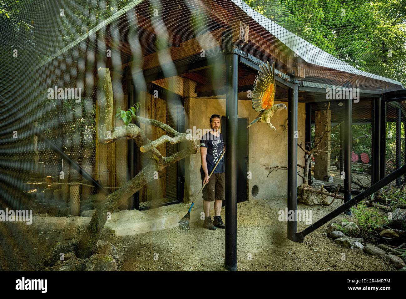 Photo inspiration: Large Parrot Breeding Facilities Reference: Breeding Facilities Hi Res Stock Photography And Images