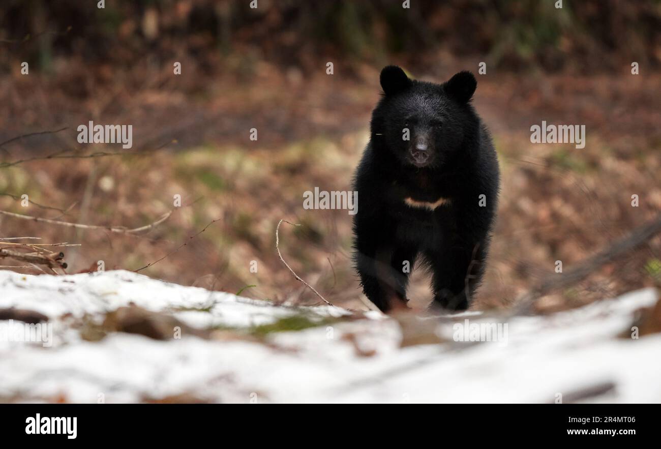 Why This Japanese Town Eats BEARS 