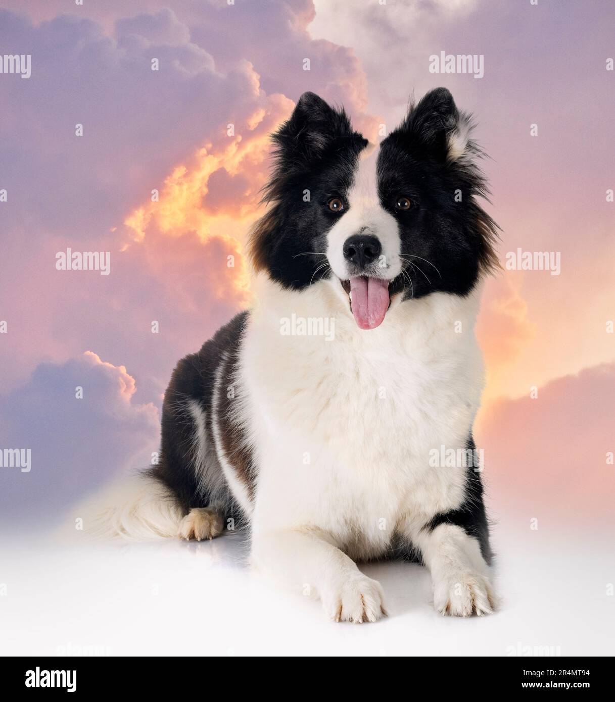 Finnish Lapphund in front of white background Stock Photo