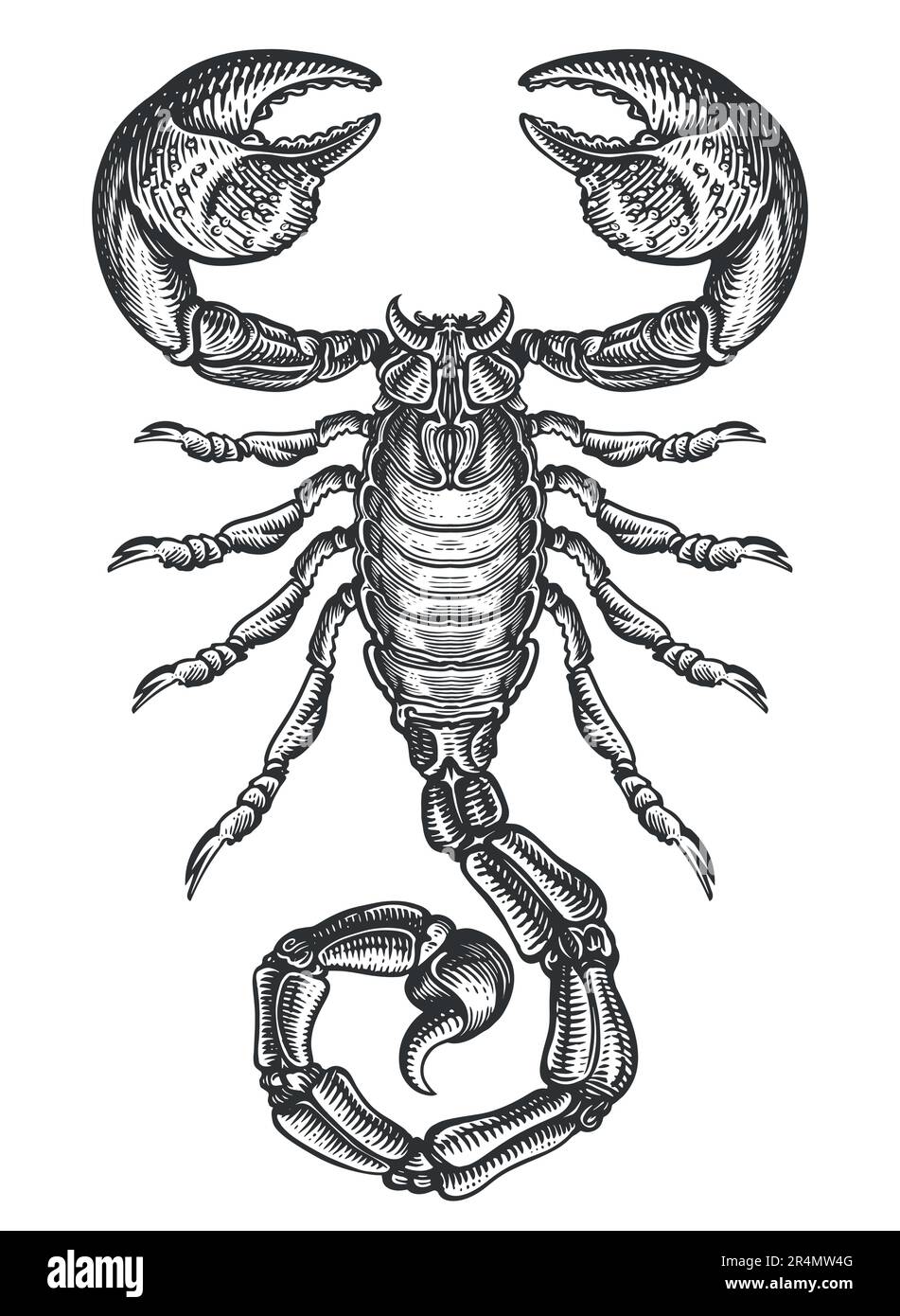 Hand drawing sketch scorpion. Predatory animal in vintage engraving style. Vector illustration Stock Vector