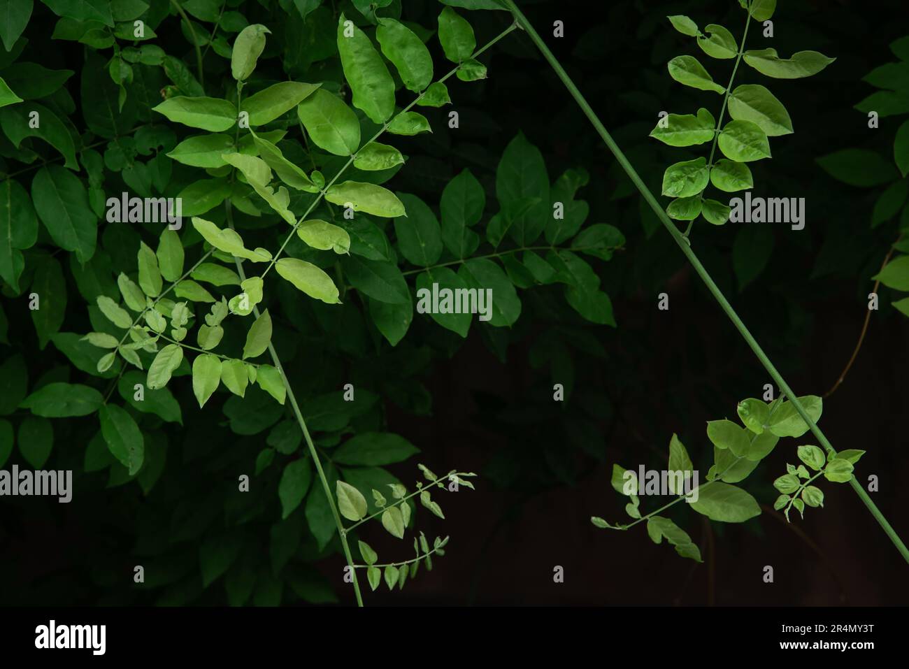 Close up green ivy leaves dark background Stock Photo