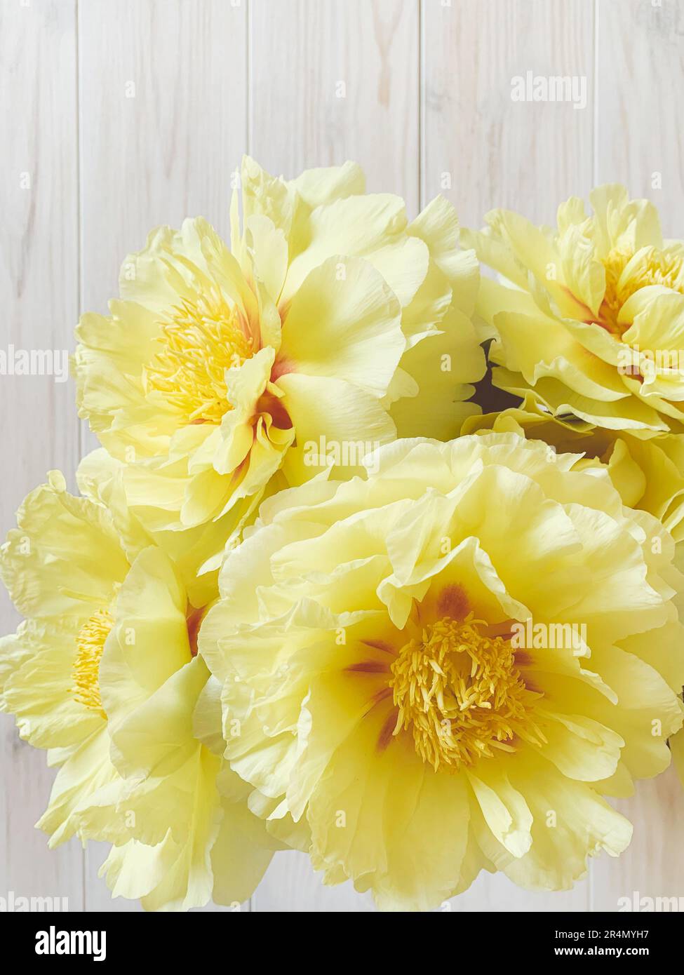 Beautiful yellow peony flowers in full bloom Stock Photo Alamy