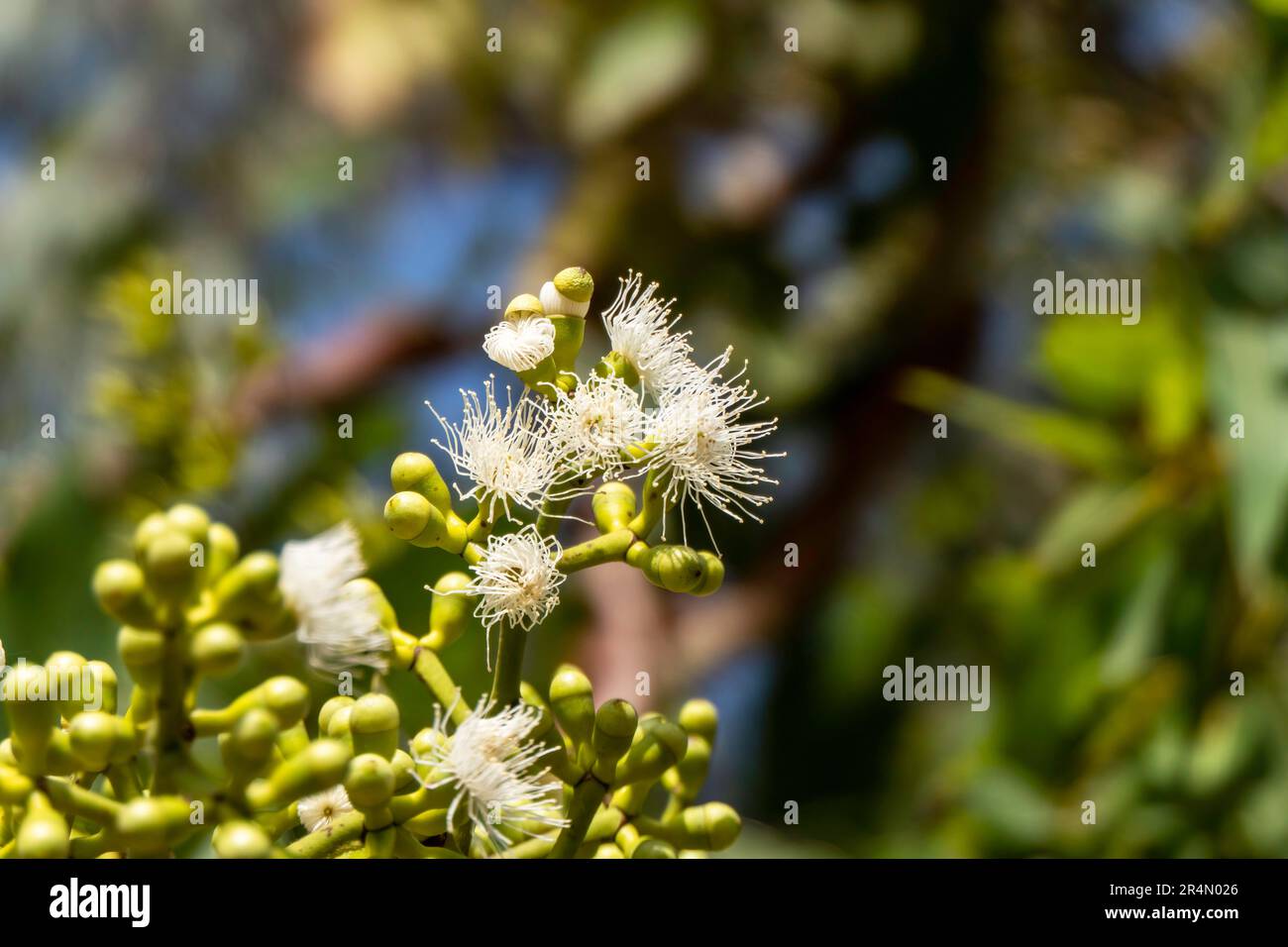 Buds and flowers of a myrtle plant close up on a blurred background. Selective focus Stock Photo