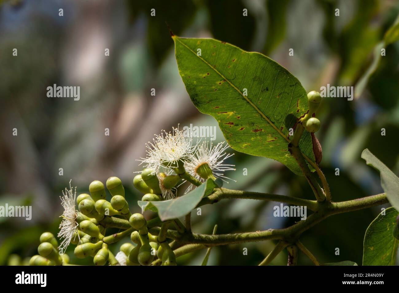 Buds and flowers of a myrtle plant close up on a blurred background. Selective focus Stock Photo
