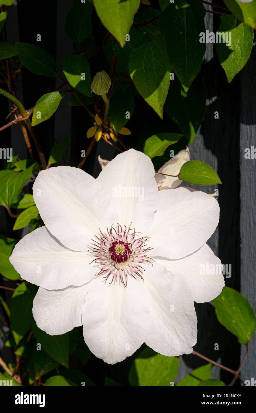 climbing clematis madame le coultre with a large white flower, Denmark, May 14, 2023 Stock Photo