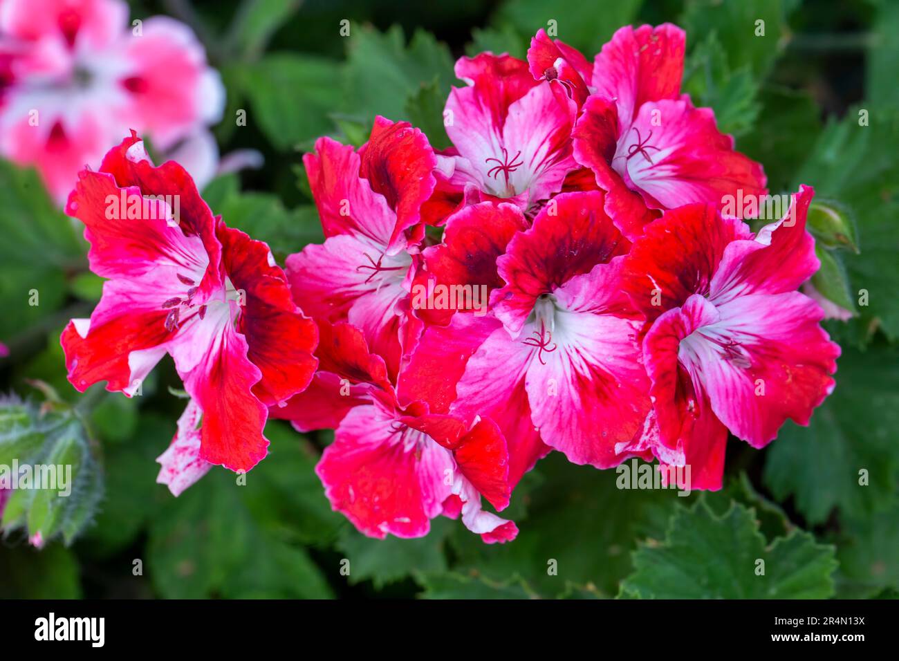 Royal pelargonium flowers - Pelargonium grandiflorum Stock Photo