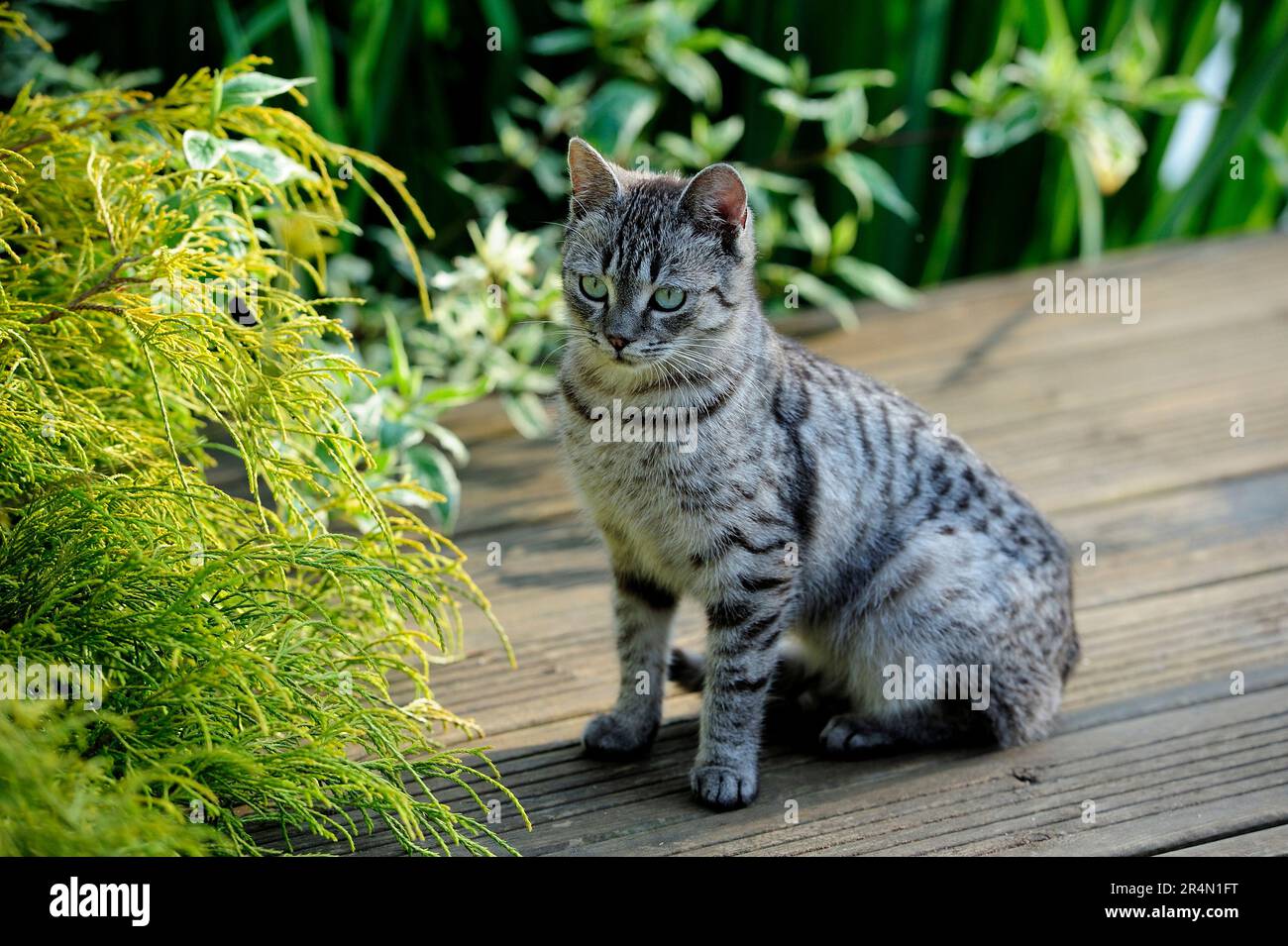 animals, cat, ear, emotion, empty, expression, eyes, young, domestic, domestic animal, domestic cat, domestic cats, natur, wildlife, Stock Photo