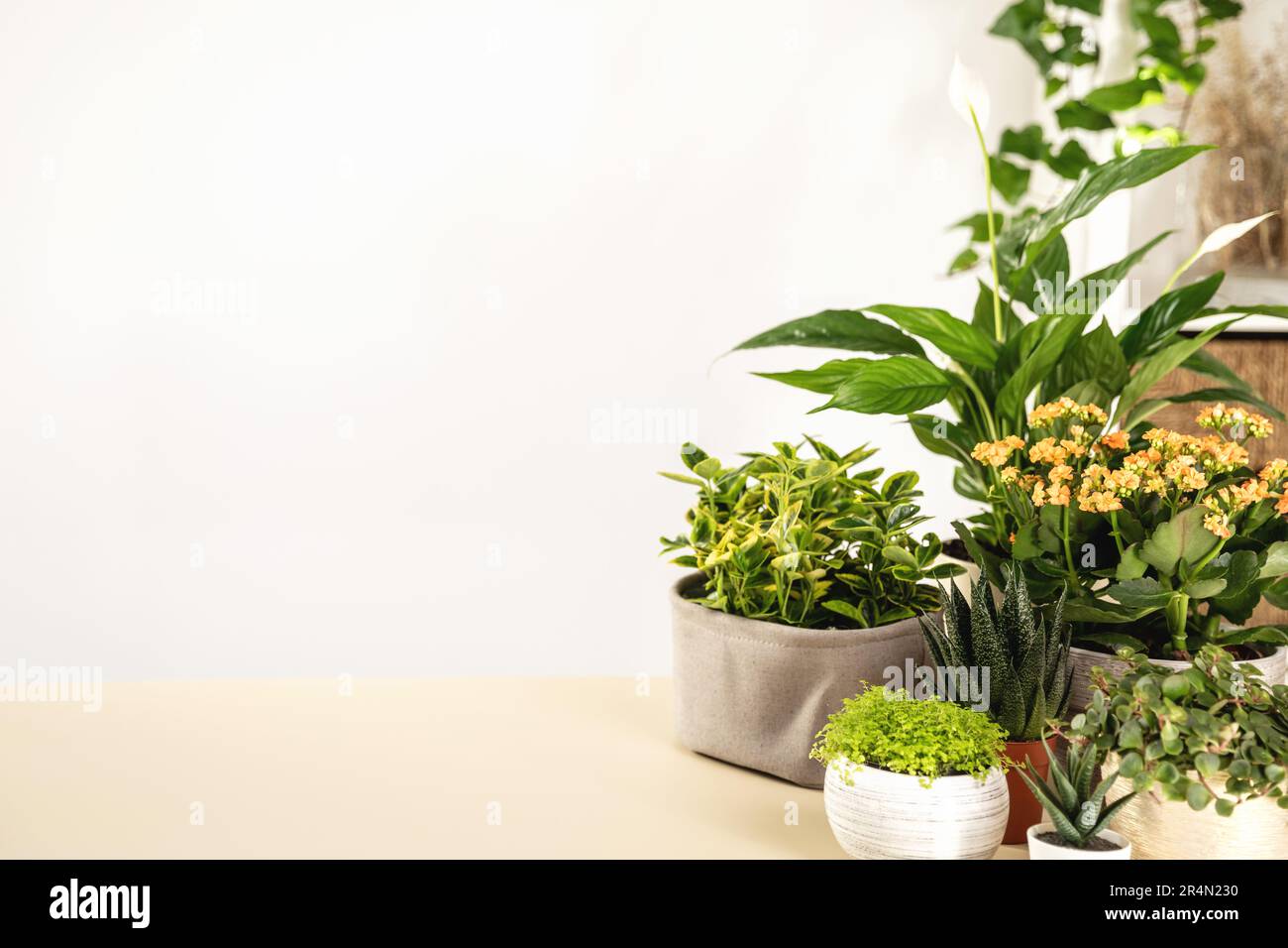 Repot indoor house plants hi-res stock photography and images - Alamy