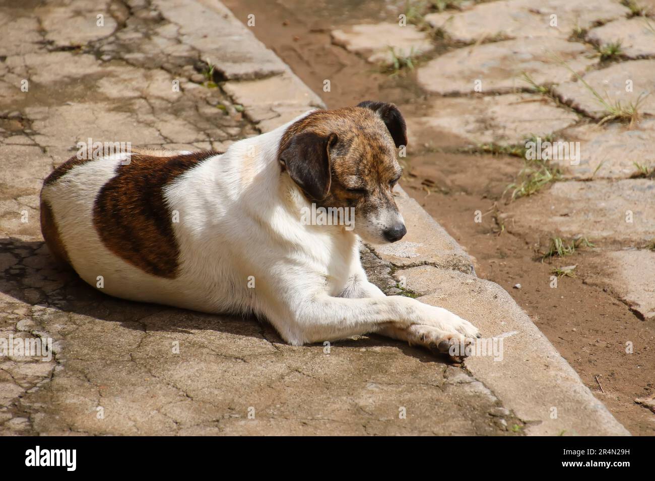 quiet stray dog lying in the gutter posing Stock Photo