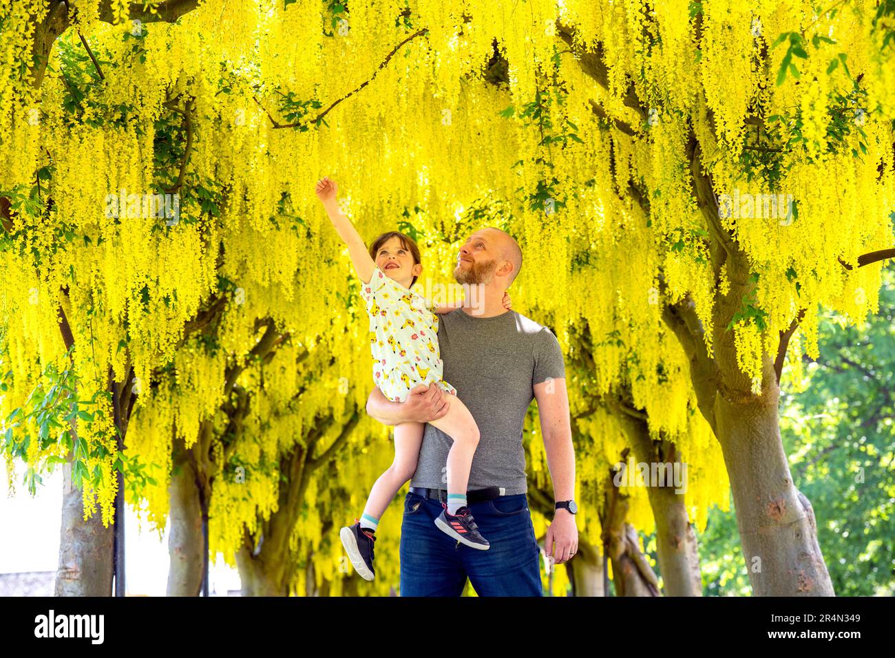 Dave Hackett and his daughter Daisy, five, explore the laburnum arch in
