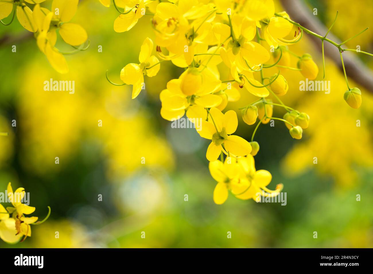 Beautiful Cassia fistula golden shower, golden rain flowers blooming on the tree in Taiwan. Stock Photo
