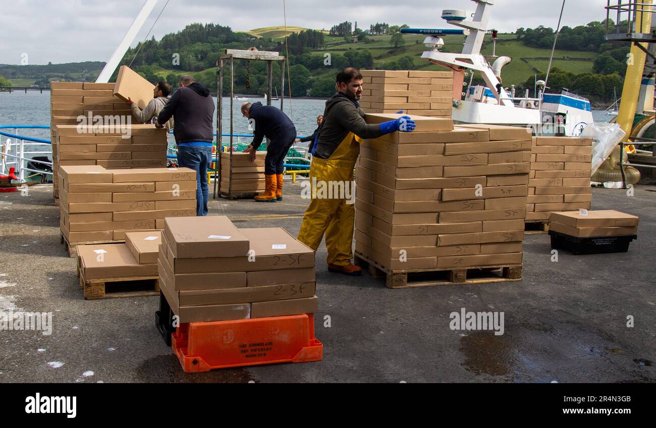 Keelbeg, West Cork, Ireland. Monday 29th May 2023 This fresh landing of Prawns this morning at Keelbeg Pier is being graded on the quayside before being loaded into refrigerated lorries and exported straight to Italy. Part of the Irish Fishing Industry contributing the shopper’s choice for European tables. Credit aphperspective/Alamy Live News Stock Photo