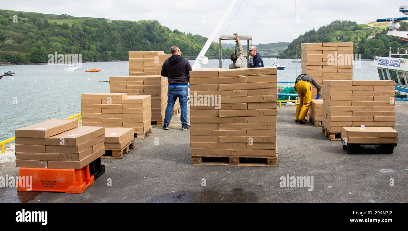 Keelbeg, West Cork, Ireland. Monday 29th May 2023 This fresh landing of Prawns this morning at Keelbeg Pier is being graded on the quayside before being loaded into refrigerated lorries and exported straight to Italy. Part of the Irish Fishing Industry contributing the shopper’s choice for European tables. Credit aphperspective/Alamy Live News Stock Photo