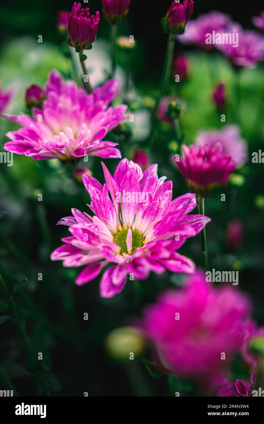 Bouquet of chrysanthemums Stock Photo Alamy