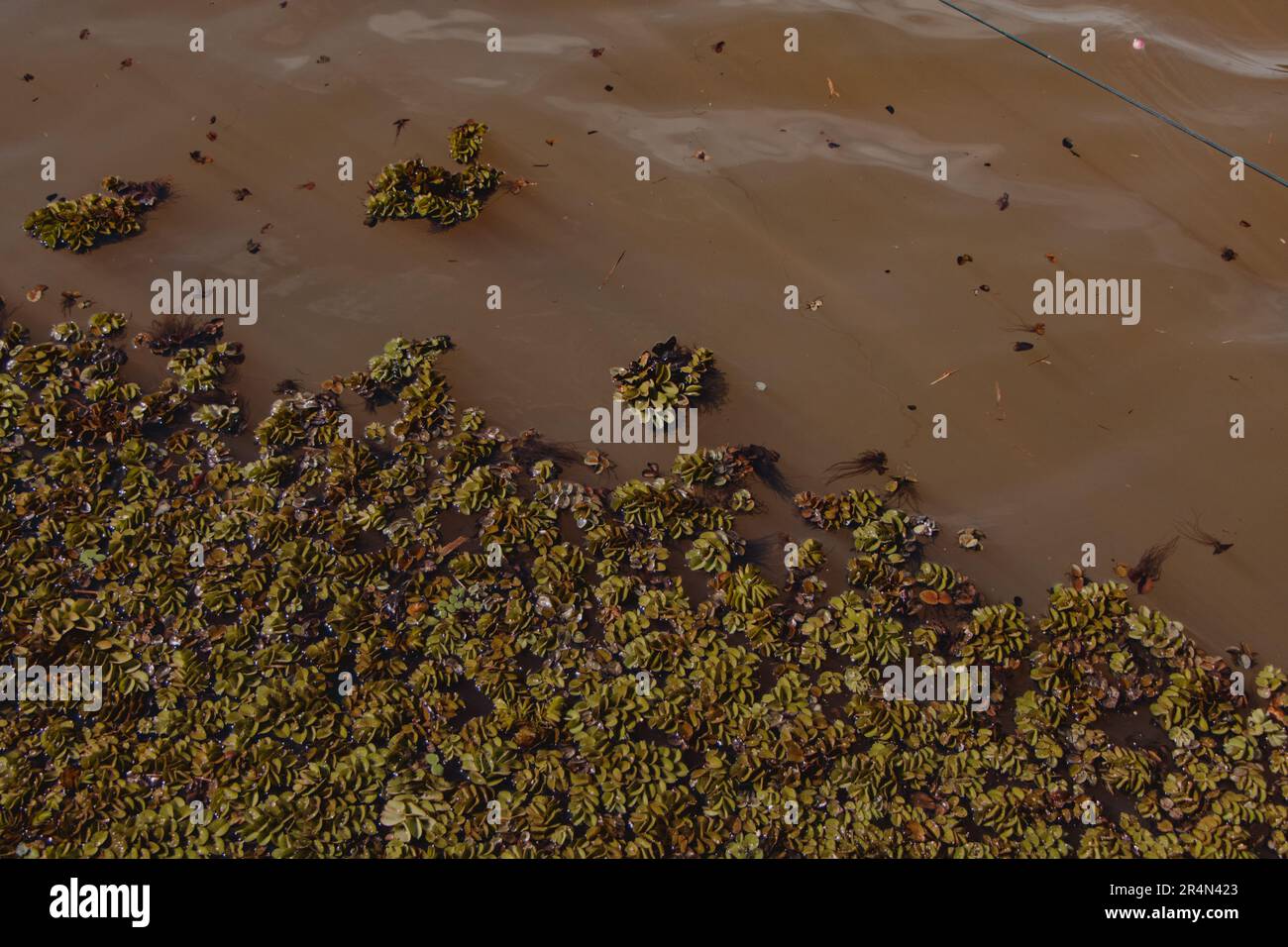 aquatic plants floating in the water Stock Photo Alamy