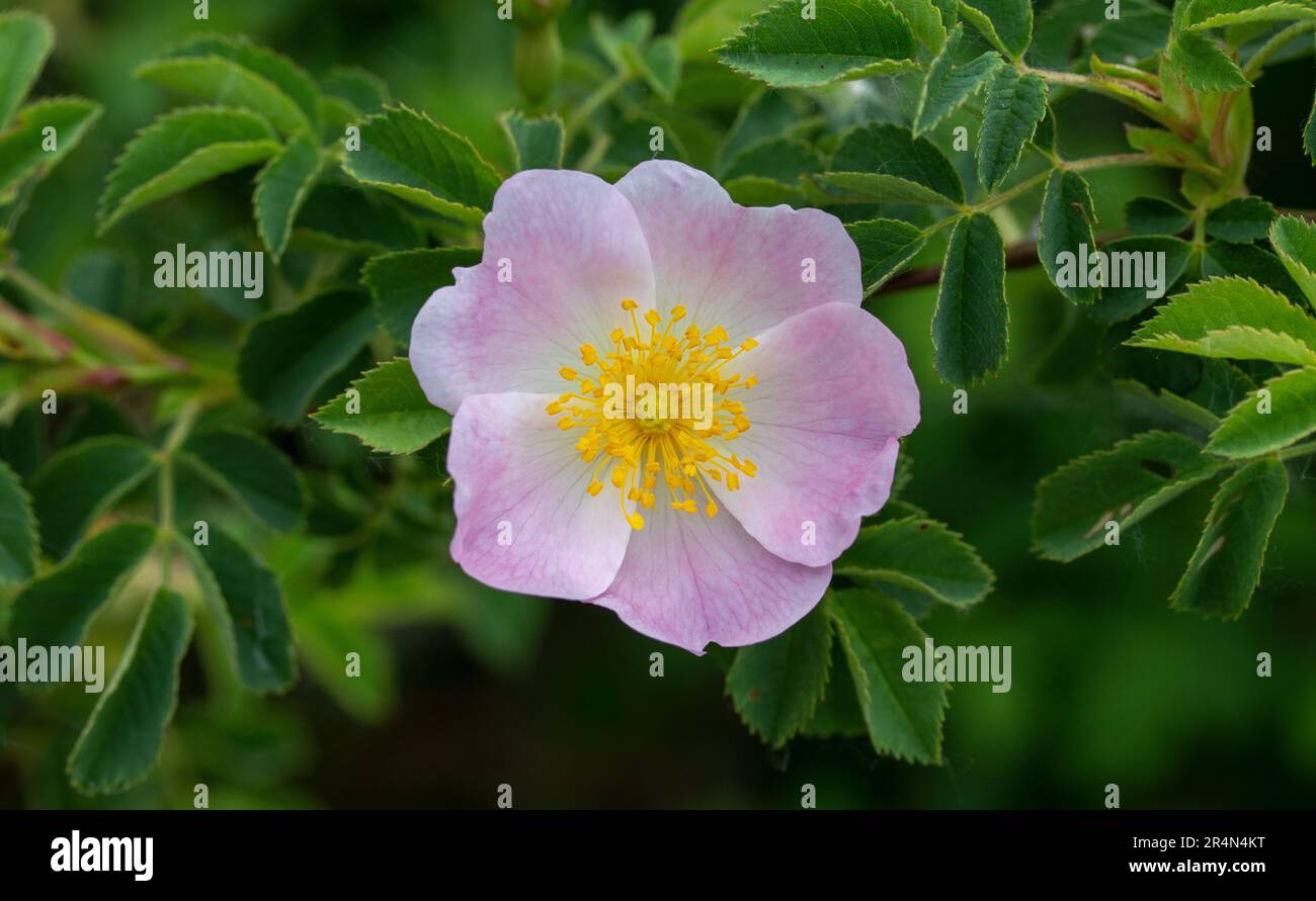 Rosehip flower Stock Photo