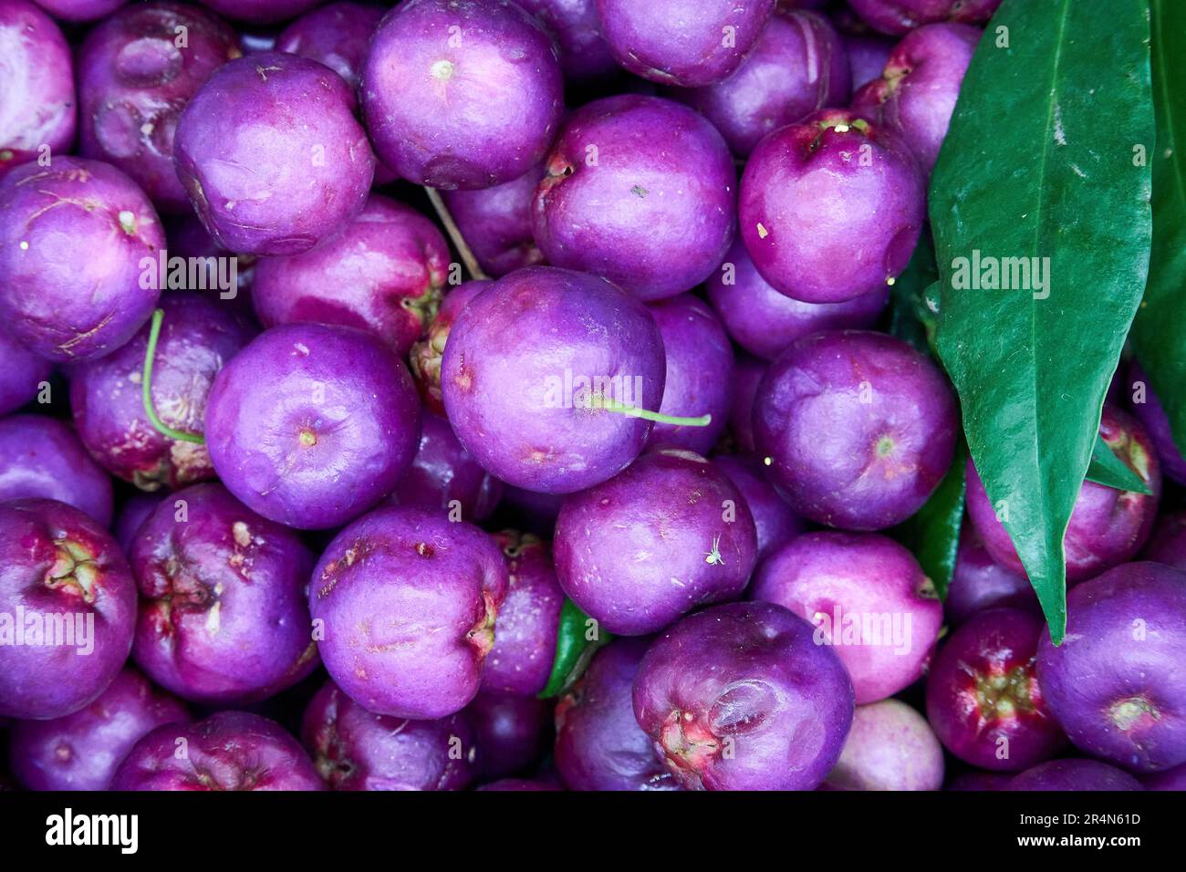A close up of the ripe Lilly Pilly berries, Syzygium smithii which is