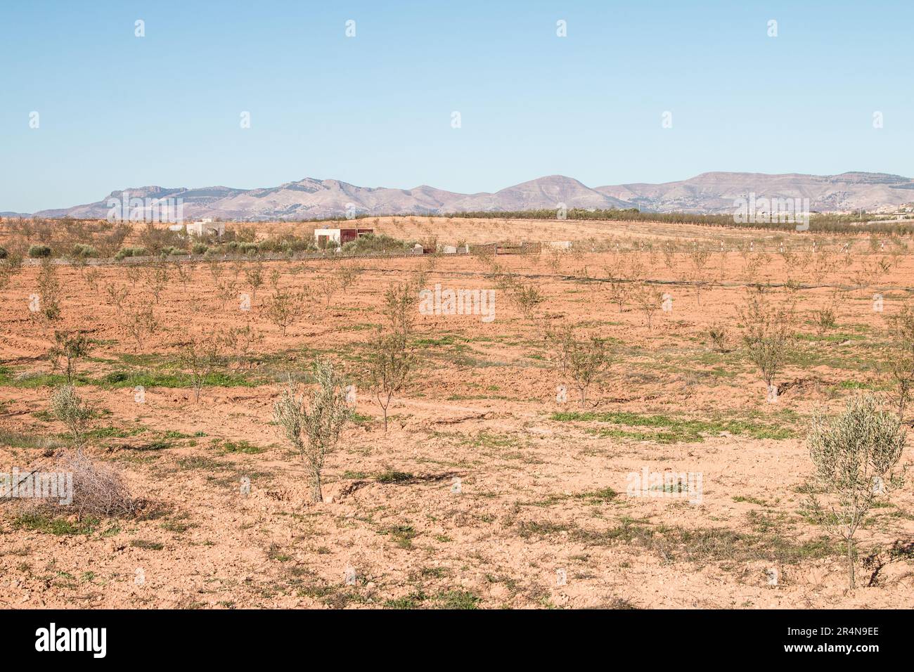 Cultivation of Almond Trees in Sidi Bouhria, Environs of Oujda, Morocco Stock Photo