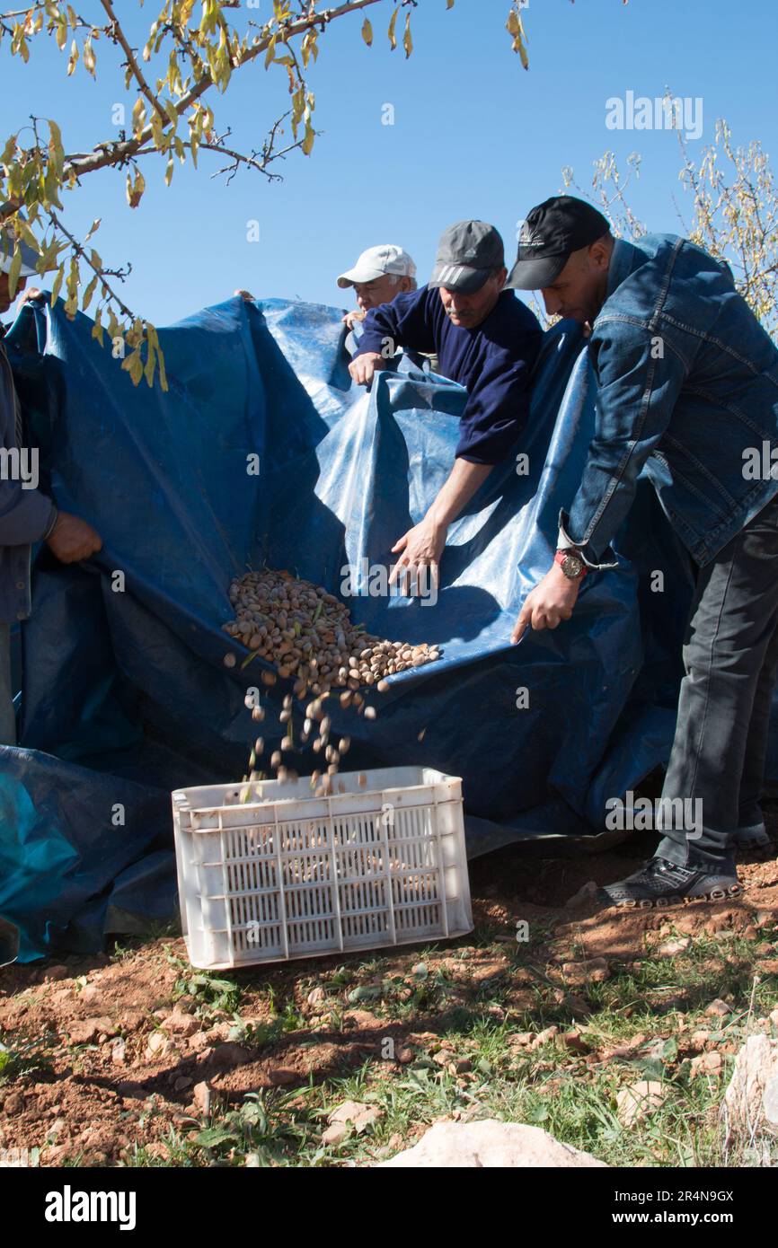 Farm grown almonds hires stock photography and images Alamy