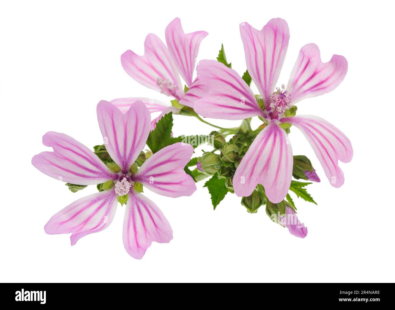 Mallow flowers isolated  on white background Stock Photo