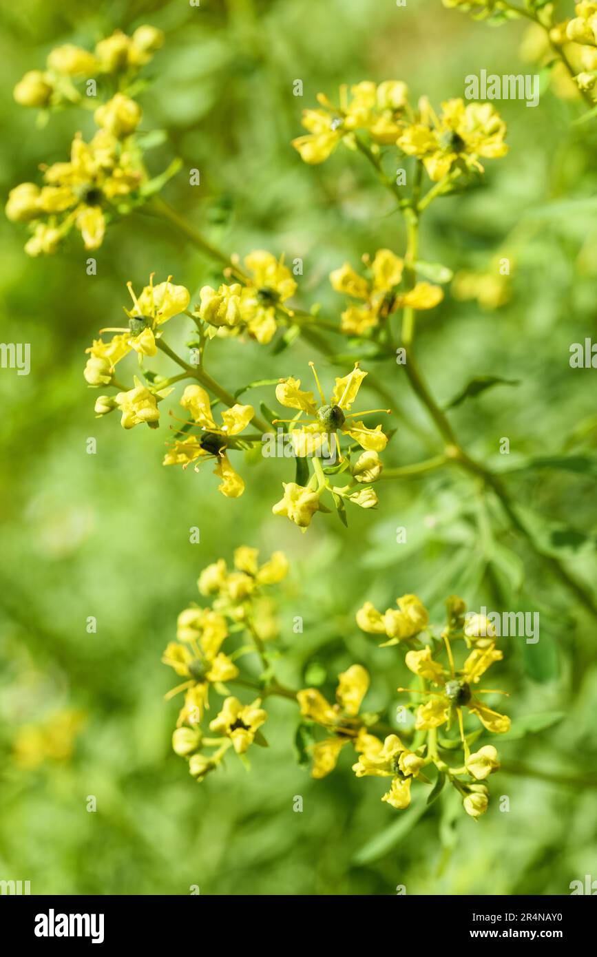 Herb of Grace flowers in a garden Stock Photo