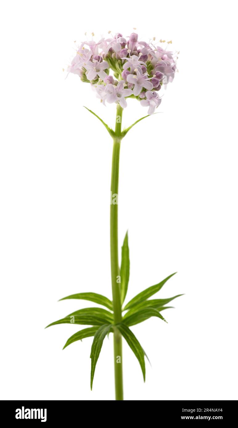 Valeriana officinalis flowers isoalted on white background Stock Photo