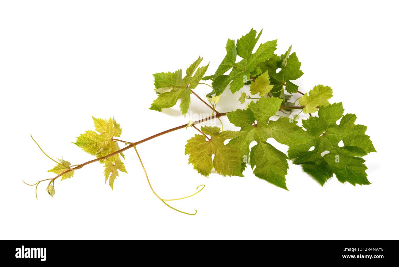 Vine branch isolated on white background Stock Photo