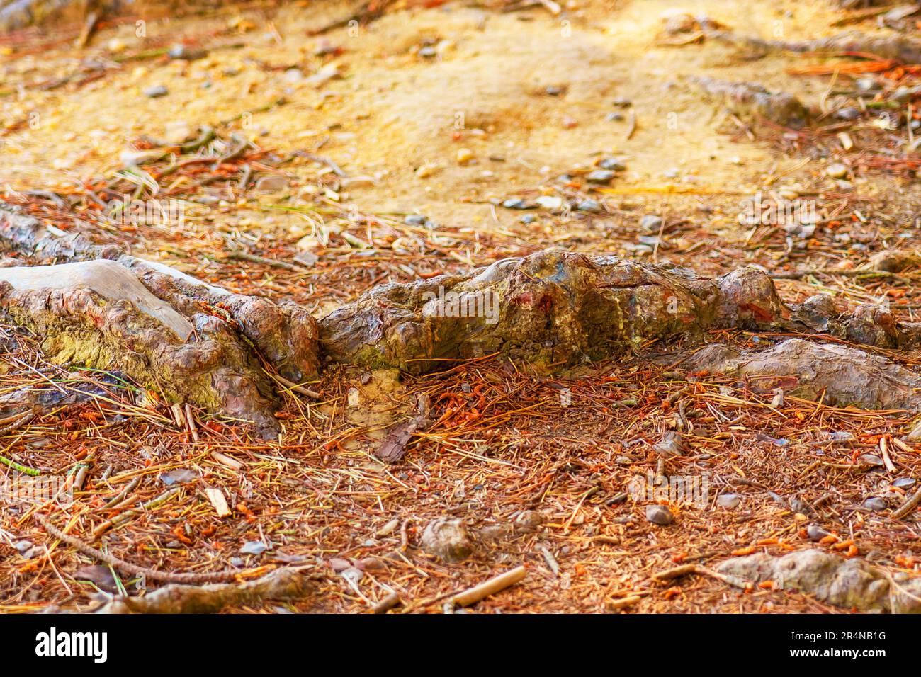 The roots of an old coniferous tree on a hiking trail in a wild forest ...