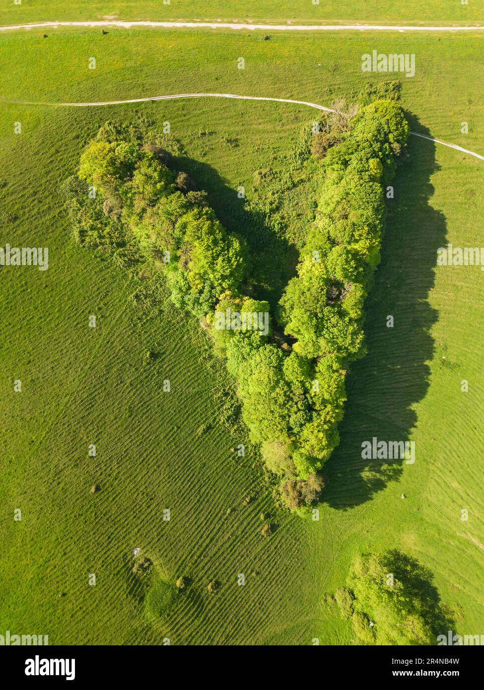 victoria plantation planted in the shape of a vee for Queen Victorias golden Jubilee in 1897 on the south downs of Sussex Stock Photo