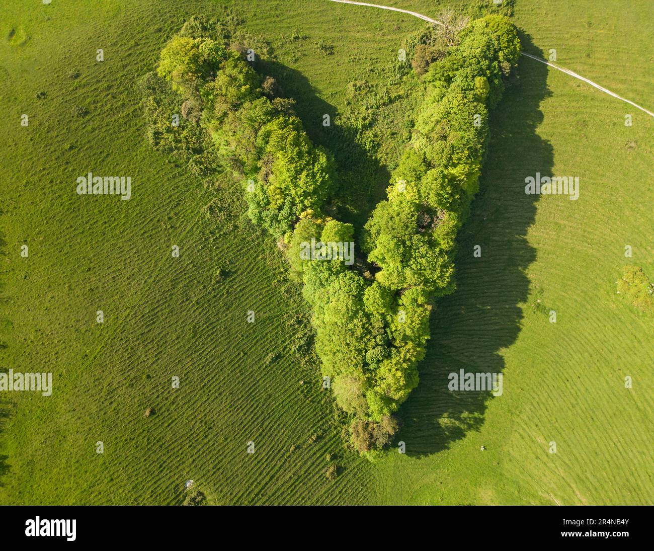 victoria plantation planted in the shape of a vee for Queen Victorias golden Jubilee in 1897 on the south downs of Sussex Stock Photo