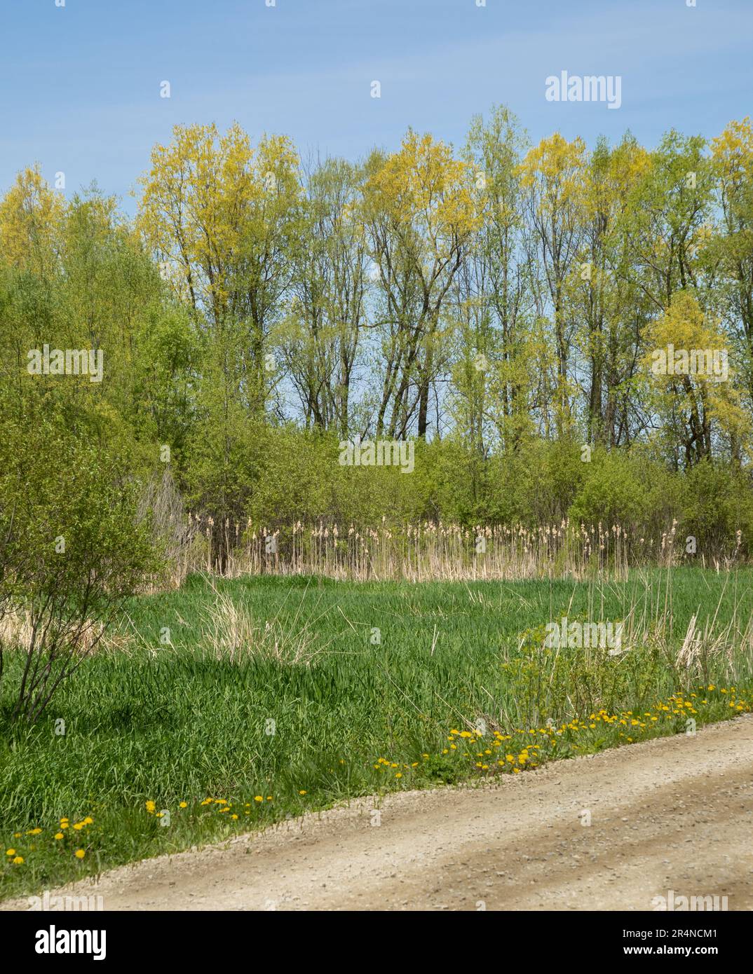 New foliage on trees and greening grasses in springtime in rural Ontario Stock Photo