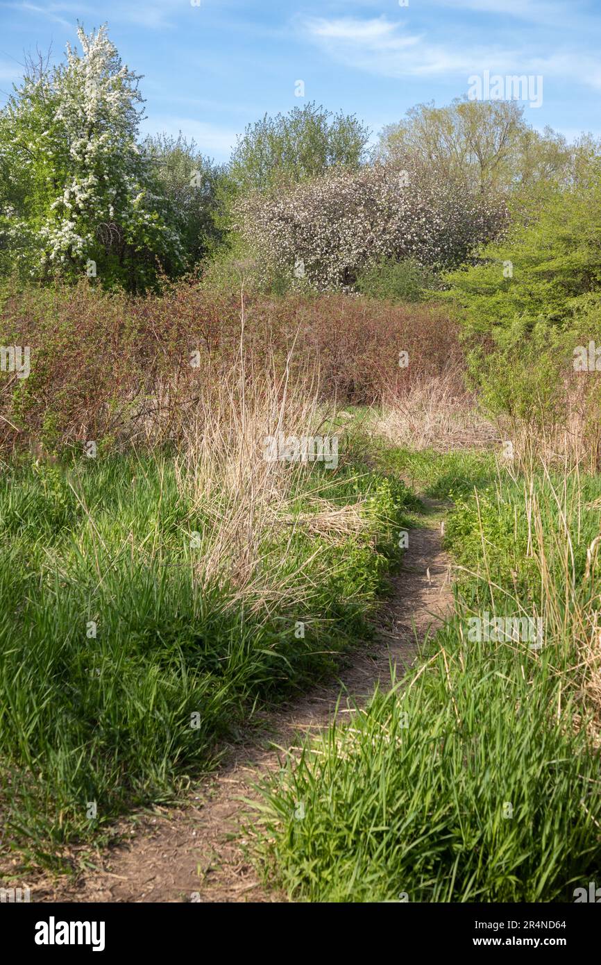 Trail to blossoming shrubs and trees in Pelee National Park in springtime in Ontario Stock Photo