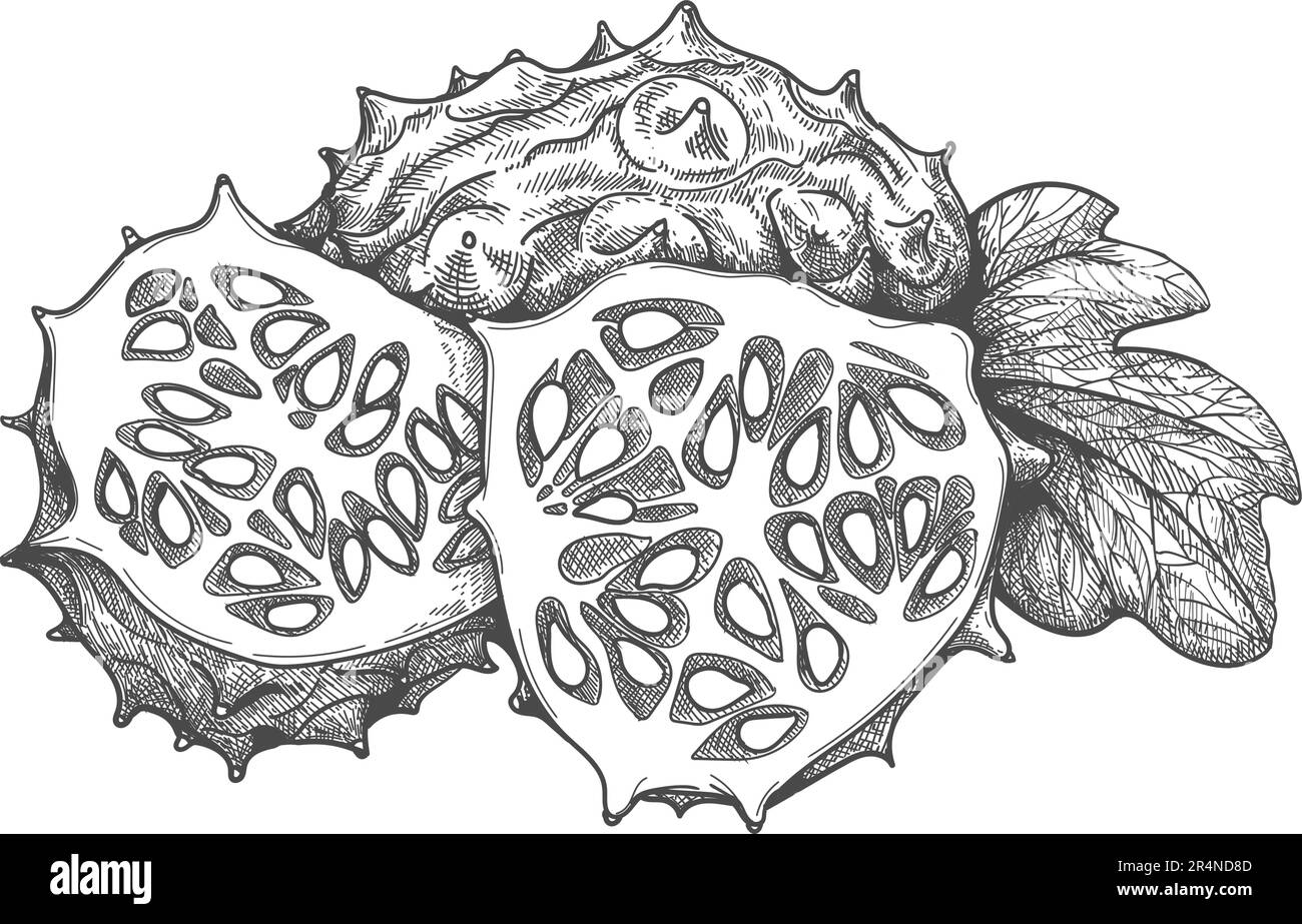 Horned melon fruits sketch. African cucumber with horns hand drawn