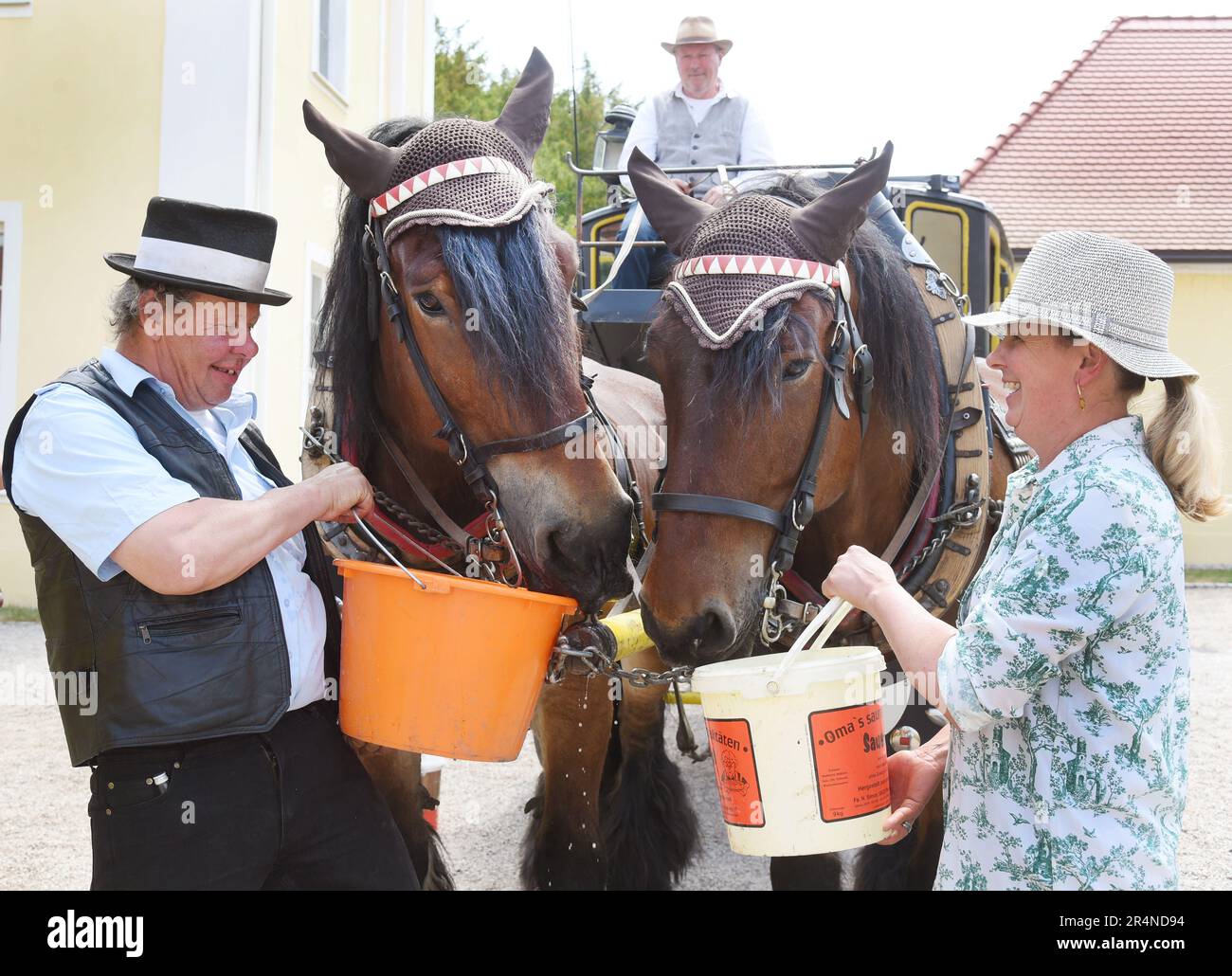 29 May 2023, Saxony, Hohenprießnitz, Bad Düben: During a break in a carriage ride with stagecoaches, Landauers, wagonettes and hunting carriages, the Belgian cold-blooded horses Morgenstern and Moritz get fresh water from Annett Kracht and Siegfried Händler (r-l). Every year at Whitsun, friends and acquaintances around Siegfried Händler from the carriage driving service Bad Düben meet with their carriages for a day trip to the surroundings in northern Saxony. Photo: Waltraud Grubitzsch/dpa Stock Photo