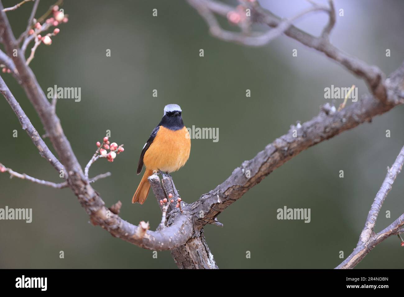 Male daurian redstart bird hi-res stock photography and images - Alamy