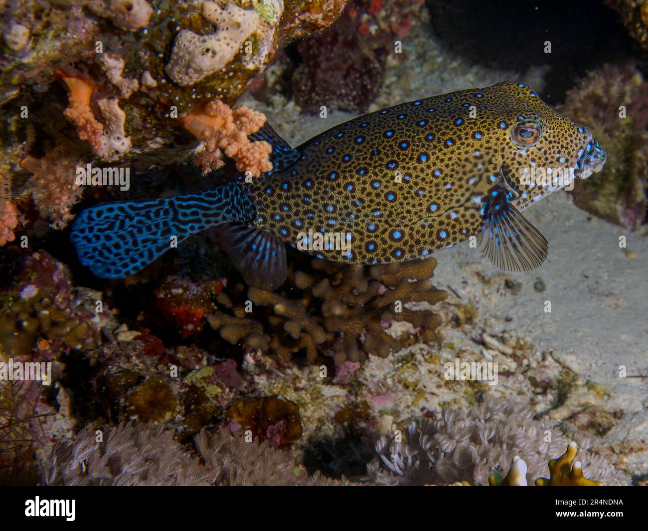 A Yellow Boxfish (Ostracion cubicus) in the Red Sea, Egypt Stock Photo