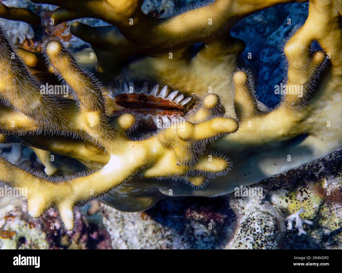 A small oyster hidden in a piece of Fire Coral in the Red Sea, Egypt Stock Photo