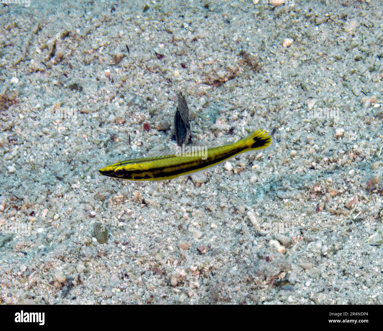 A juvenile Ring Wrasse (Hologymnosus annulatus) in the Red Sea, Egypt Stock Photo
