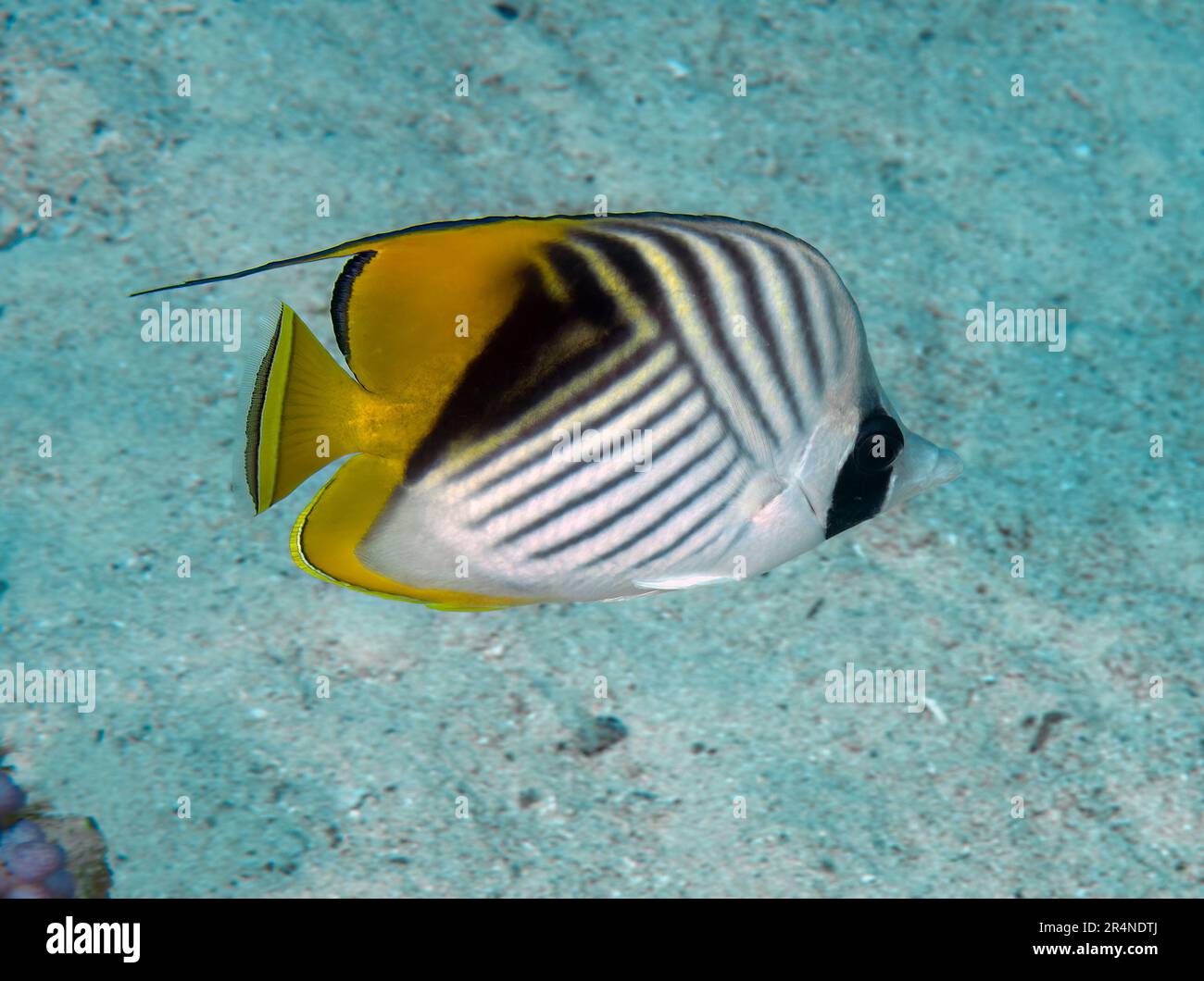 A Threadfin Butterflyfish (Chaetodon auriga) in the Red Sea, Egypt Stock Photo
