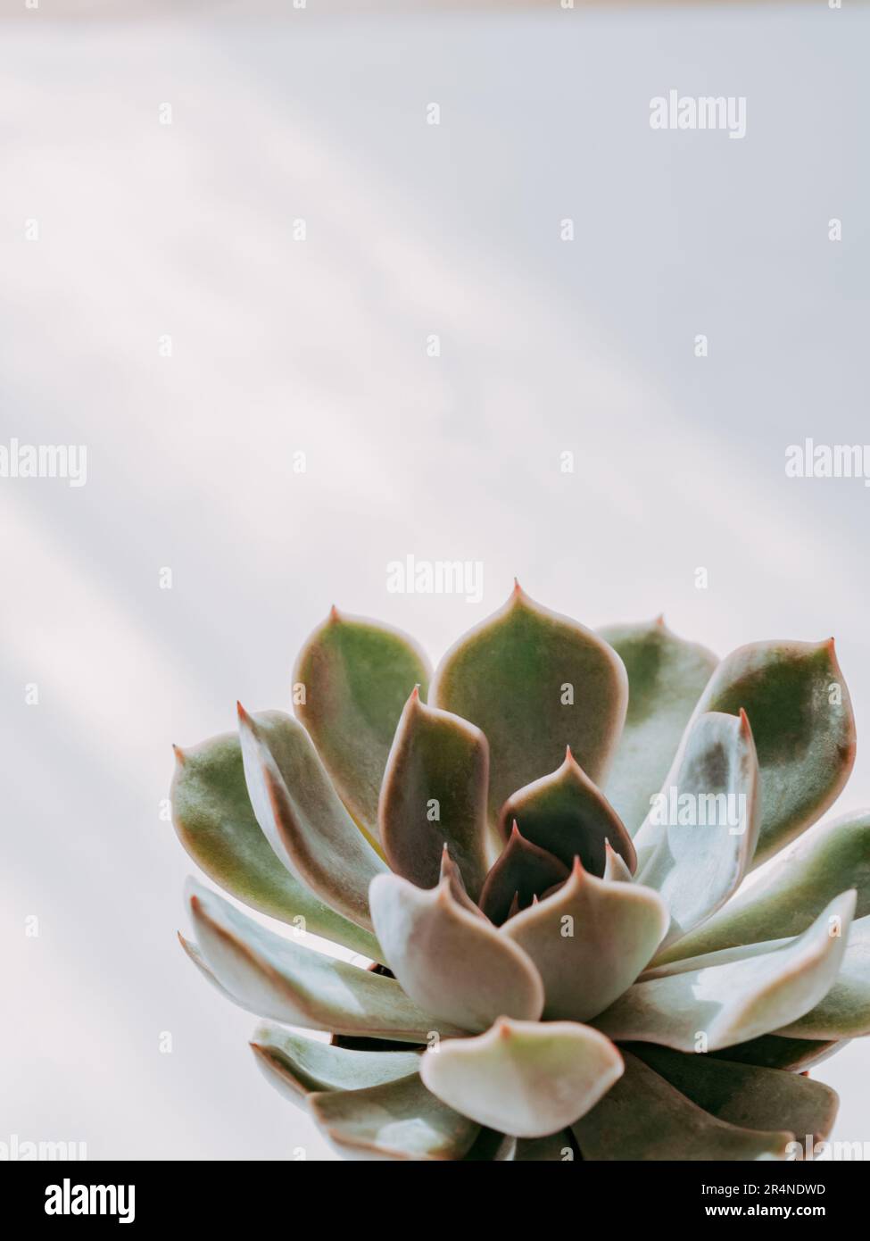 Small Pretty Echeveria Succulent in pot on white background with shadows. Front view. Copy space Stock Photo