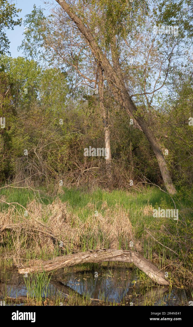 Marsh with vegetation in bloom in springtime in Pelee national Park in Ontario Stock Photo