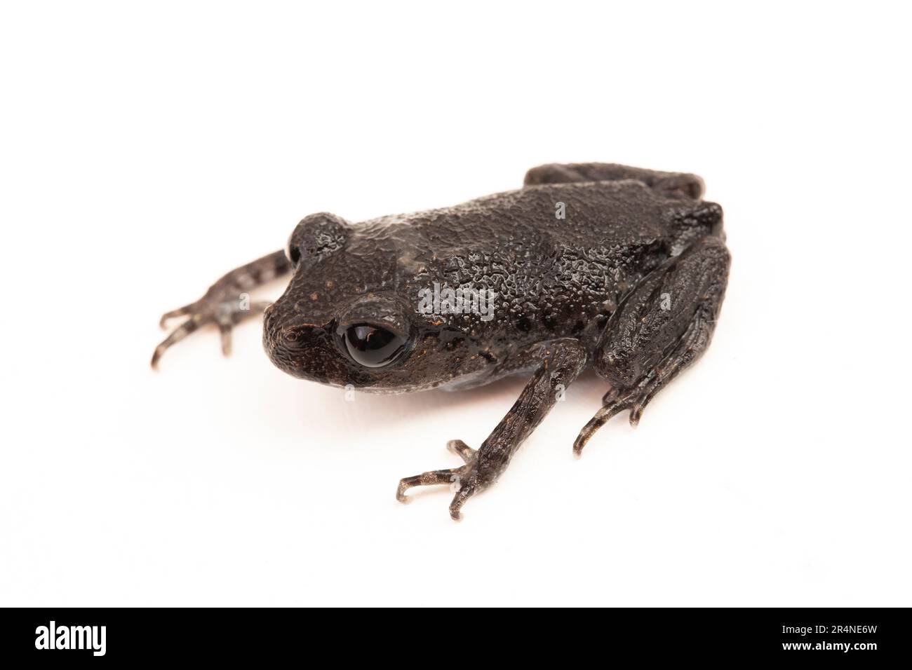 Hasselt's toad, Java spadefoot toad, Hasselt's litter frog, Leptobrachium hasseltii isolated on white background Stock Photo