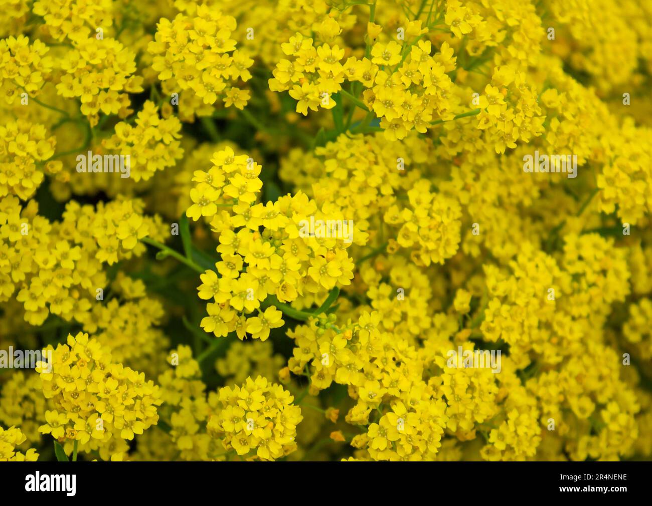 Closeup of Yellow flowers of Basket-of-gold plant or Aurinia saxatilis (Alyssum saxatile) in garden background. Blossom background. Stock Photo